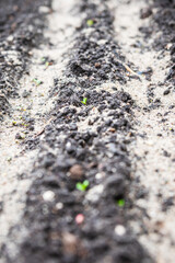 Flower bed in the garden with small sprouts. Selective focus. Shallow depth of field.
