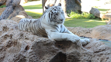 white bengal tiger