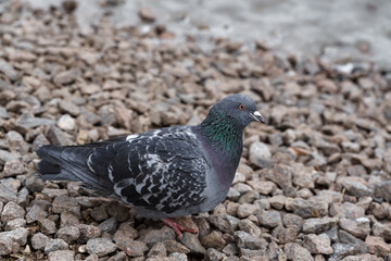 gray dove on stones close-up.