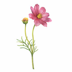 Branch with pink flower of cosmea (Cosmos bipinnatus, Mexican aster, garden cosmos). Watercolor hand drawn painting illustration isolated on white background.