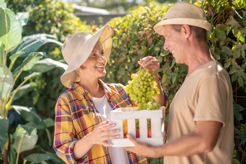 Male and female farmers holding basket with clusters of ripe grapes