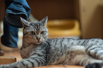 見つめる猫　サバトラ猫