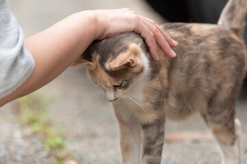 猫の頭を撫でる　三毛猫