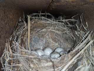 Bird's nest with eggs..  Clutch of small bird is made of thin blades of grass, six very speckled tiny eggs