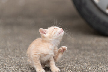 子猫の可愛い仕草