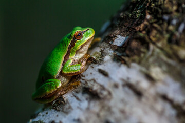 American green tree frog.Little green amphibian on vegetation in summer nature from front view.animal closeup