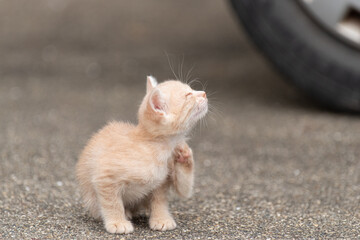 子猫の可愛い仕草