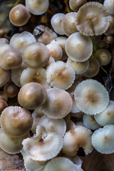 Mushrooms False honey fungus on a stump in a beautiful autumn forest.group fungus in autumn forest with leaves.Wild mushroom on the spruce stump. Autumn time in the forest.