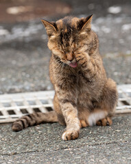 リラックス中　サビネコ