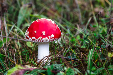 Red fly agaric against the background of the forest. Toxic and hallucinogen mushroom Fly Agaric in grass on autumn forest background.Amanita muscaria. Inspirational natural fall landscape