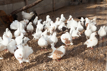 Closeup of flock of white fancy pigeons in aviary on bird farm..