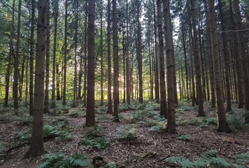 Naklejka premium trees in the forest