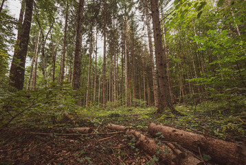 Obraz premium Wide angle shot of tall trees and foreground trunks and branches in a autumn fall forest covered in fallen leaves on a lush atmospheric day.