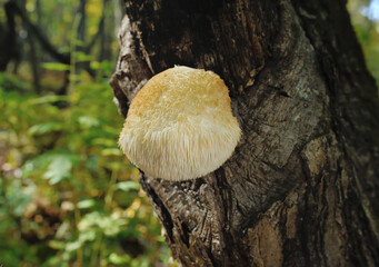 Lion's Mane mushroom on oak tree in the autumn forest. ( Hericium erinaceus )               © IgorCheri