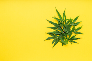 Fototapeta na wymiar Green hemp leaves on color yellow background. Medical marijuana plant. Cannabis Sativa. Background with copy space, mock up. Weed legalize.