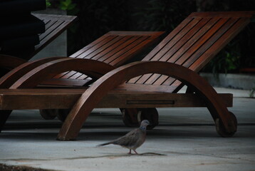 bird in the park
