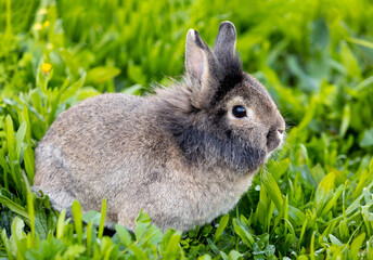 Brown rabbit on the grass
