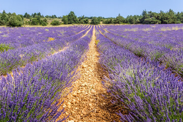 Naklejka na ściany i meble Lavender in Provence, South of France