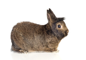 Brown rabbit