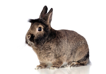 Brown rabbit