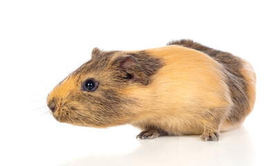 Brown and yellow Guinea Pig