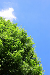 メタセコイアの木と青空