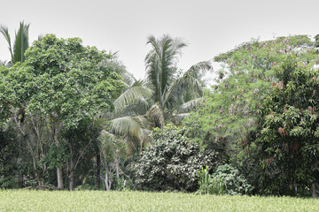 Coconut Trees at Tropical Islands
