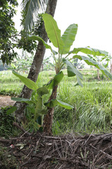 Banana Trees, Green Rice Fields, at Tropical Island, Pandeglang, Banten, Indonesia