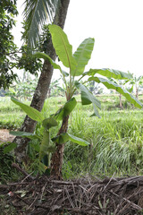 Banana Trees, Green Rice Fields, at Tropical Island, Pandeglang, Banten, Indonesia 2