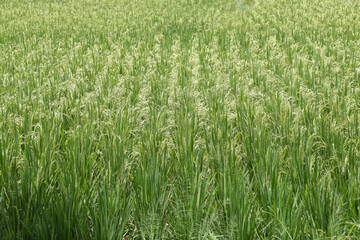 Green Rice Fields, Tropical Country, Pandeglang, Banten, Indonesia 2