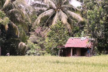bamboo House, Green Rice Fields, Tropical Country, Pandeglang, Banten, Indonesia