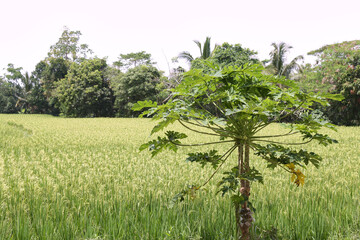 Papayas Trees, Green Rice Fields, Tropical Country, Pandeglang, Banten, Indonesia