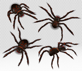 Wild realistic spider from different angles. Spiders on a transparent background. The Halloween characters. Vector illustration. 
