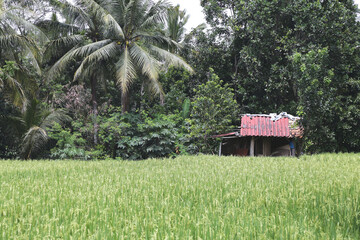bamboo House, Green Rice Fields, Tropical Country, Pandeglang, Banten, Indonesia 2