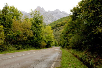 road to the mountains surrounded by forest