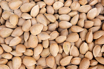 Harvesting shelled almonds