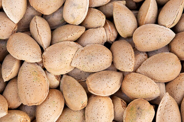 Harvesting shelled almonds