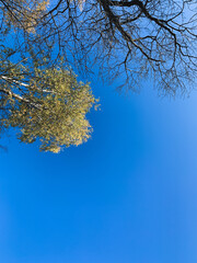 Autumn trees in the clear blue sky background