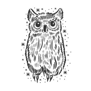 Owl hand drawn sketch. Funny cute bird isolated.