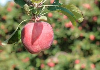Close up of ripe red apple fruit in the garden on blurred trees background with copy space. Ripe fruits in orchard ready for harvesting. Apple trees outdoor, collecting organic fruit.