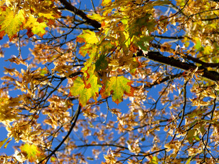 maple tree in autumnal colors in backlit on a blue sky