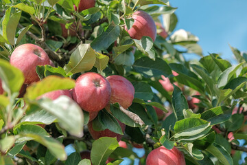 Ripe red apples fruits on blue sky and blurred garden background with copy space. Ripe fruits in orchard ready for harvesting. Apple trees outdoor, collecting organic fruit. Autumn seasonal food. 