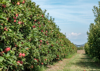 Fototapeta na wymiar Trees with ripe red apples ready for harvesting in the garden on the blue sky background. Rows of apple trees in orchard in Europe. Traditional collecting handmade organic fruit.