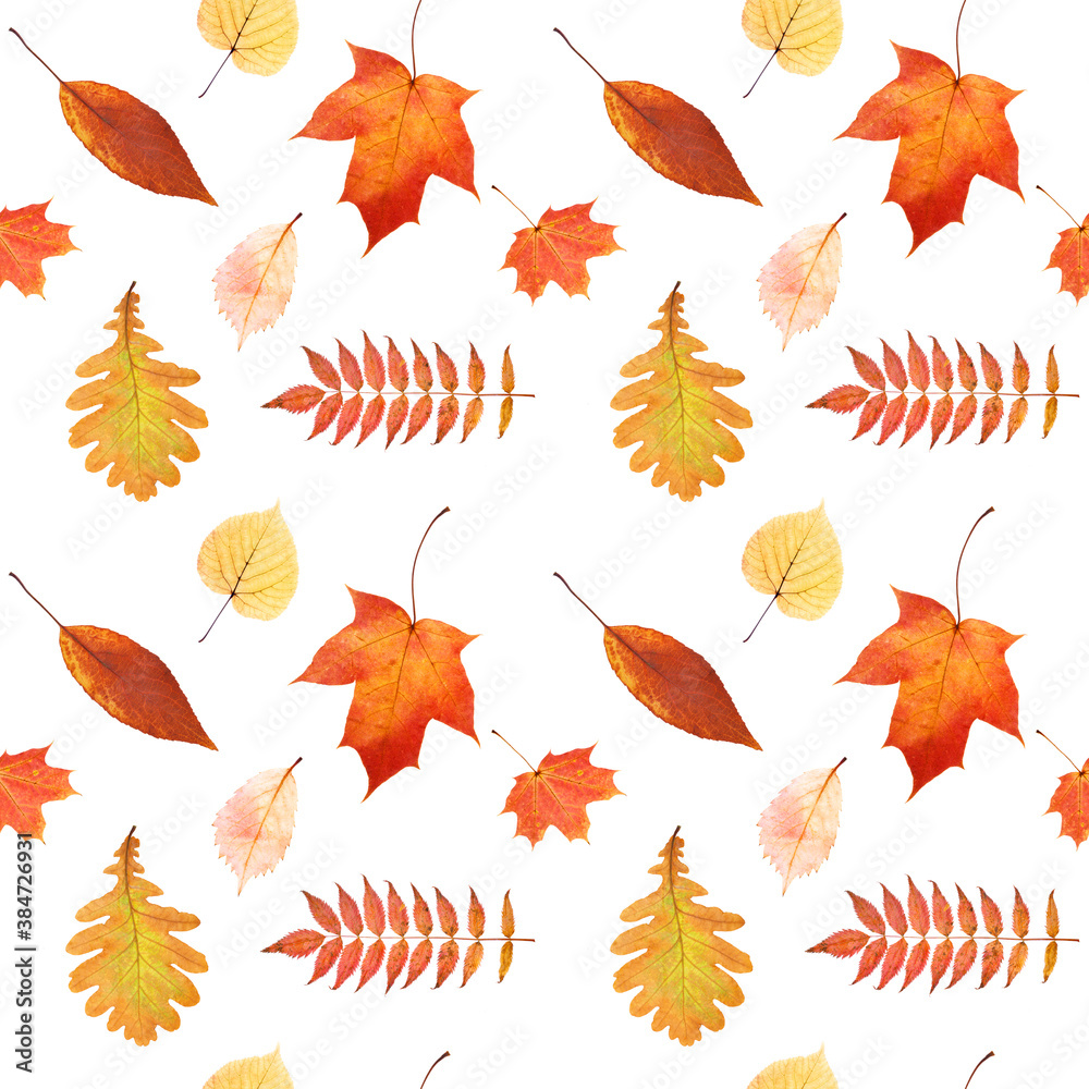 Canvas Prints seamless pattern of autumn leaves isolated on white background