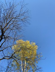 Autumn trees in the blue sky background
