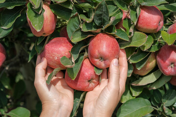 White female hands with love hold on fresh ripe Red apples from apple tree. Traditional collecting handmade organic fruit. Apples hanging from tree branch on orchard. Season harvesting in Catalonia.