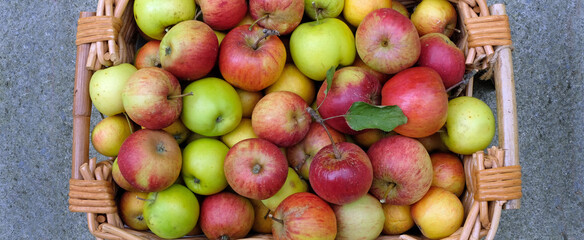 Organic Home grown apples