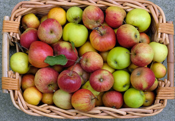 Organic home grown apples 