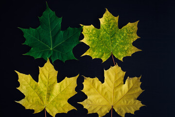 Canadian maple leaves on black background. Four maple leaves in different colors. From green to yellow. From young to old. Set of leaves for design of herbarium.