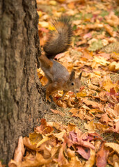 A red fluffy squirrel sits on a tree trunk in a bright autumn Park.